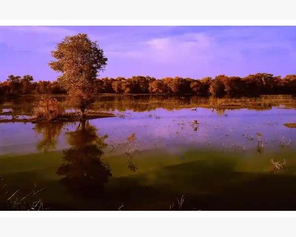 气血不足喝桑葚水：拯救你的健康之道